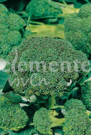 semilla de brócoli verde