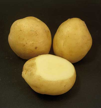 semilla de patata jaerla
