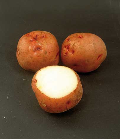 semilla de patata red pontiac