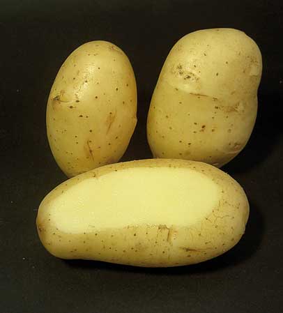 semilla de patata spunta