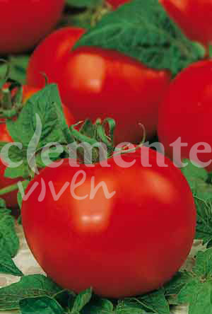 semilla de tomate marglobe