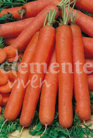 semilla de zanahoria tip top