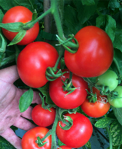 semilla de tomate de colgar
