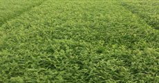 pradera con veza y trébol