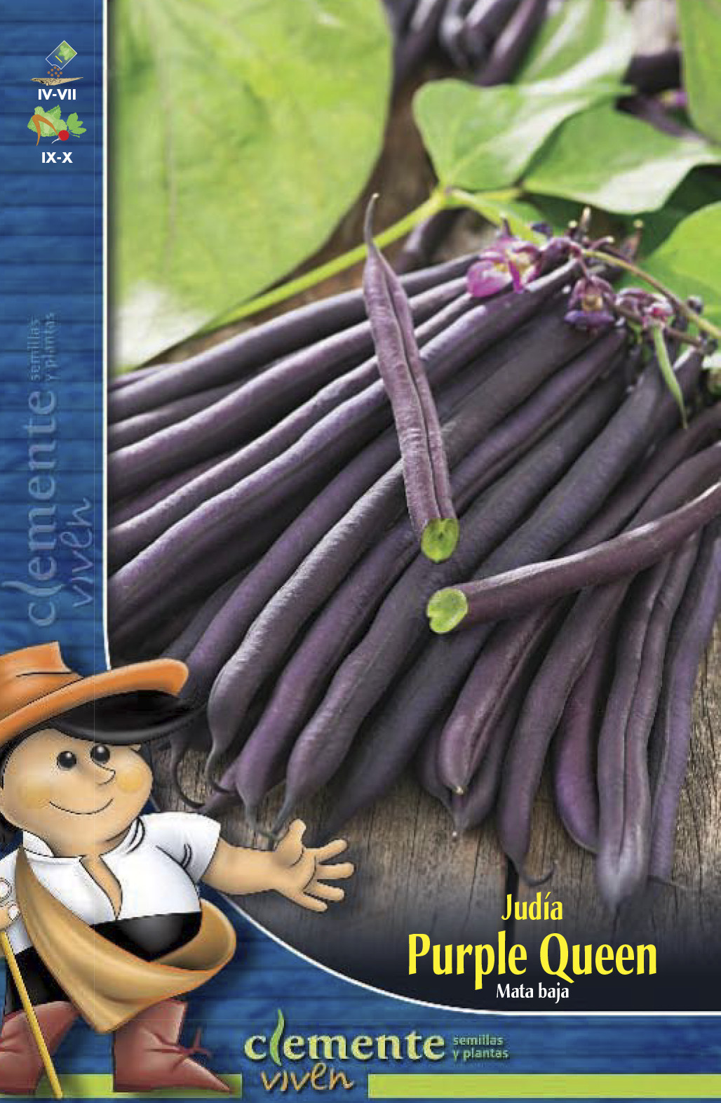 semilla de judía violeta
